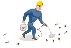 Click here for Ash Pest Control