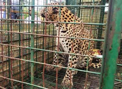 A leopard at Saralebettu ward of Udupi CMC trapped by forest department