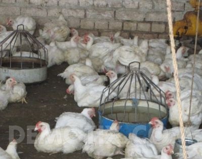 MANGALURU/UDUPI: Despite enough supply, chicken prices rise
