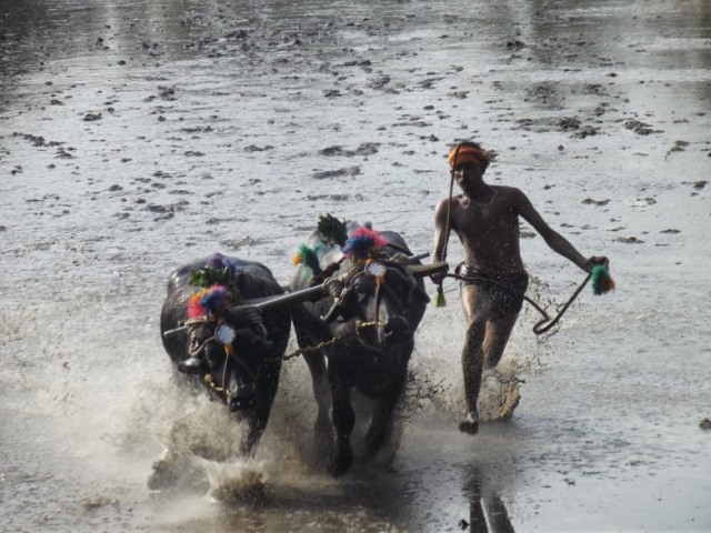 The Historical Thonse/ Kemmannu Kambala is on11th December 2022