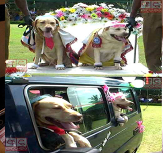 Culture vultures attack Lanka dog wedding