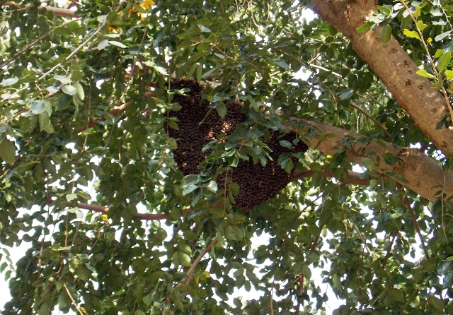Kundapur: Locals injured in bee attack