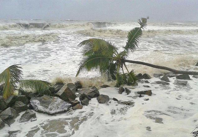 Four houses, areca palms damaged in Udupi
