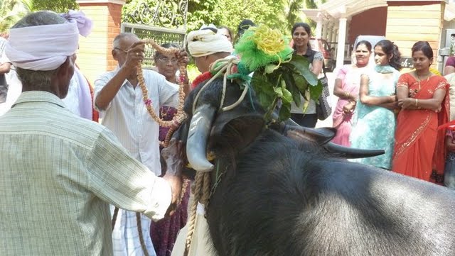 Thonse Kambala buffalo procession from Mudalakatta