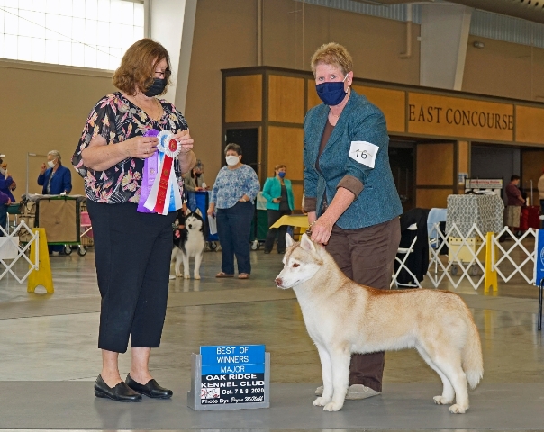 Bengaluru’s All-India Championship Dog Show Bengaluru’s All-India Championship Dog Show
