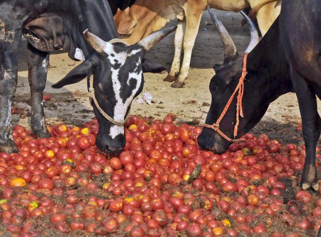 Price crash:â€ˆFarmers dump tomatoes on the roadside