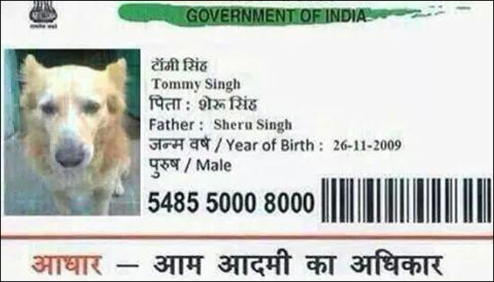 This Dog in Madhya Pradesh Has an Aadhar Card. Owner is Now Arrested
