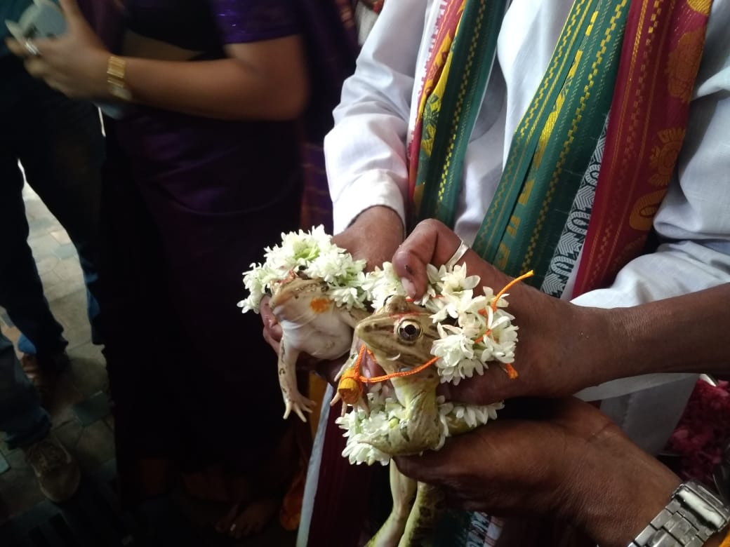 Udupi Nagarike Vedike marries two frog to appease rain gods
