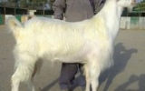 Record deal: Goat sold for SR13m in Saudi