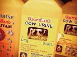 Cow urine sold alongside food in London stores, BBC claims