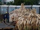 Kenya lights world’s biggest ivory bonfire