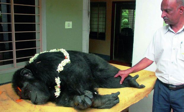 Female chimp Mirella dies at Mysuru Zoo