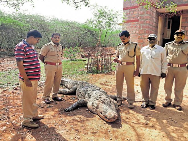 Water shortage:â€ˆThree crocs die in 12 days in Krishna river bed