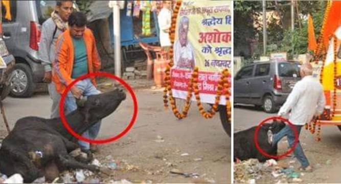 Video clip showing VHP workers kicking cow goes viral