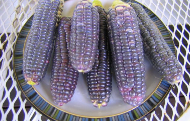 Eating blue maize may reduce BP, cholesterol, fat