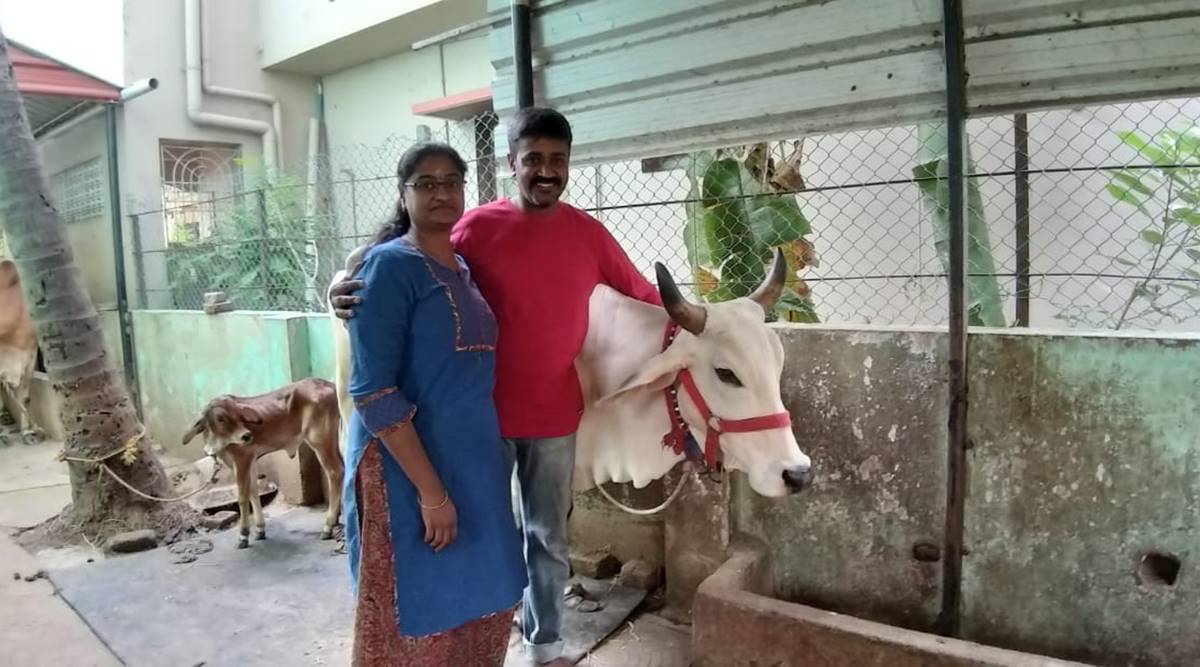 Meet an IT couple in Chennai running a dairy farm from their garage Meet an IT couple in Chennai running a dairy farm from their garage