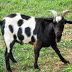 19-yr old detained for sexually assaulting goat