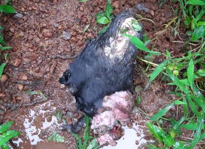 ಶೆಟ್ಟಿ ಬೆಟ್ಟು ಪರಿಸರದಲ್ಲಿ ಚಿರತೆಯ ಉಪಟಳ..!!! ಶೆಟ್ಟಿ ಬೆಟ್ಟು ಪರಿಸರದಲ್ಲಿ ಚಿರತೆಯ ಉಪಟಳ..!!!