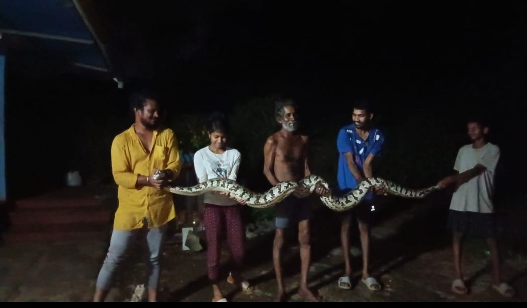 ಕೆಳ ಪರ್ಕಳದಲ್ಲಿ ಬೃಹತ್ ಗಾತ್ರದ ಹೆಬ್ಬಾವು