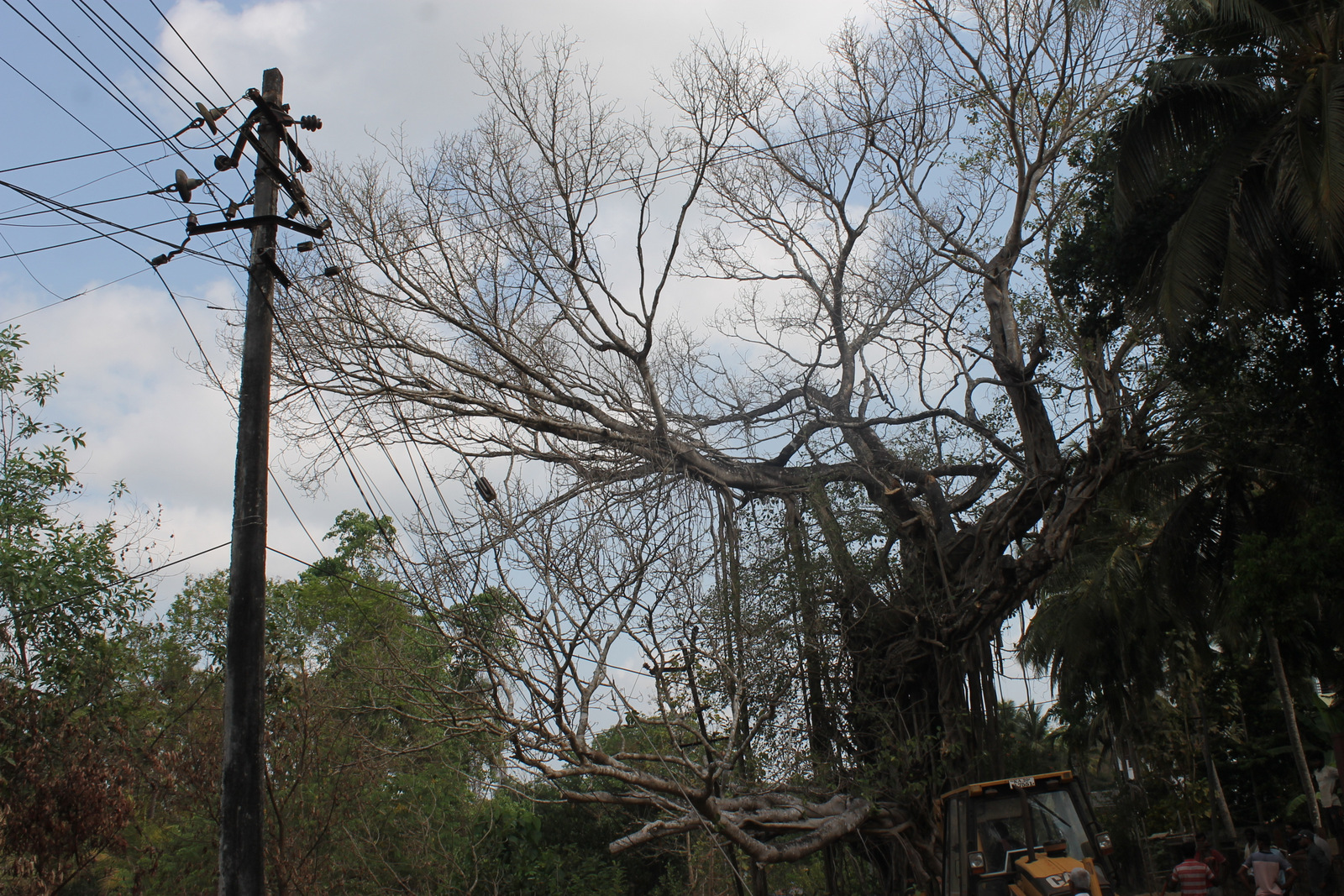 Huge branch of the tree wedged on electric power lines, Blackout for more than 20 hours for Kallianpureans