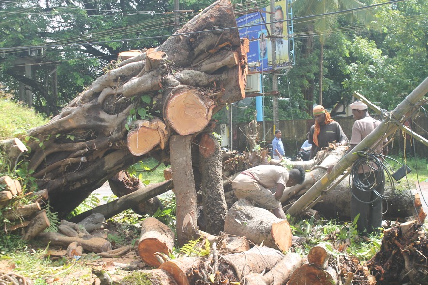 Re-plantation of huge Banyan tree at MIT campus Manipal held