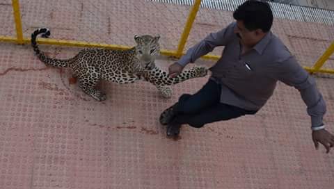 Leopard enters school in Bengaluru, tranquillized after 14-hour operation