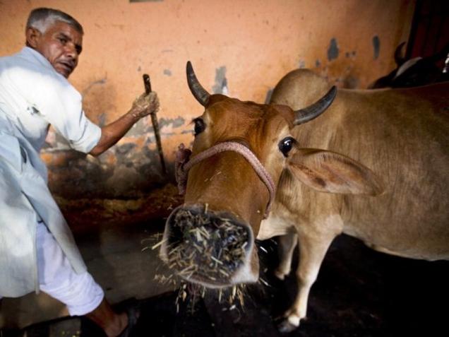 Now, VHP bats for cow products