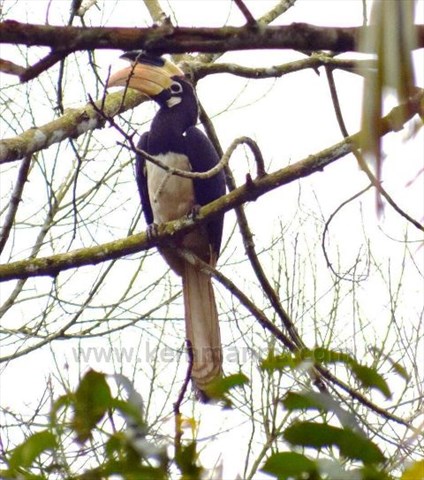 Kemmannu: Malabar pied hornbills spotted.