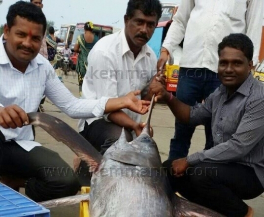 Udupi: Country boat fishing at Malpe harbour
