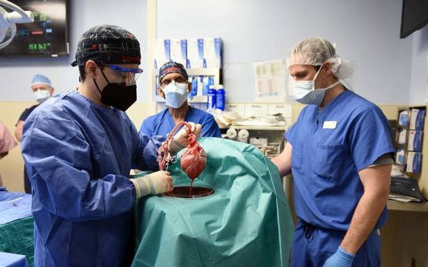 In a first, U.S. surgeons transplant pig heart into human patient