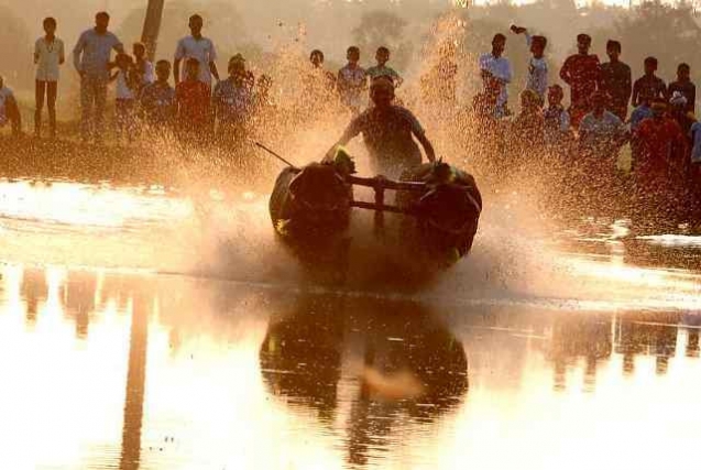 The historic Thonse Padumane (Kemmannu) Kambala held.