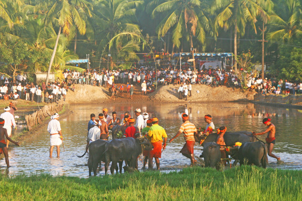 Kemmannu - Thonse Padumane Kambala will be held on Dec 8. 2024 Kemmannu - Thonse Padumane Kambala will be held on Dec 8. 2024