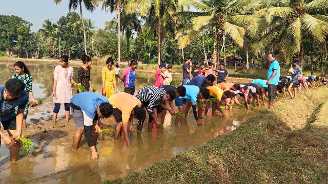MILAGRES College, kALLIANPUR Students study paddy cultivation