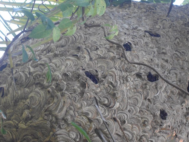 Most dangerous wild wasp found in Kemmannu
