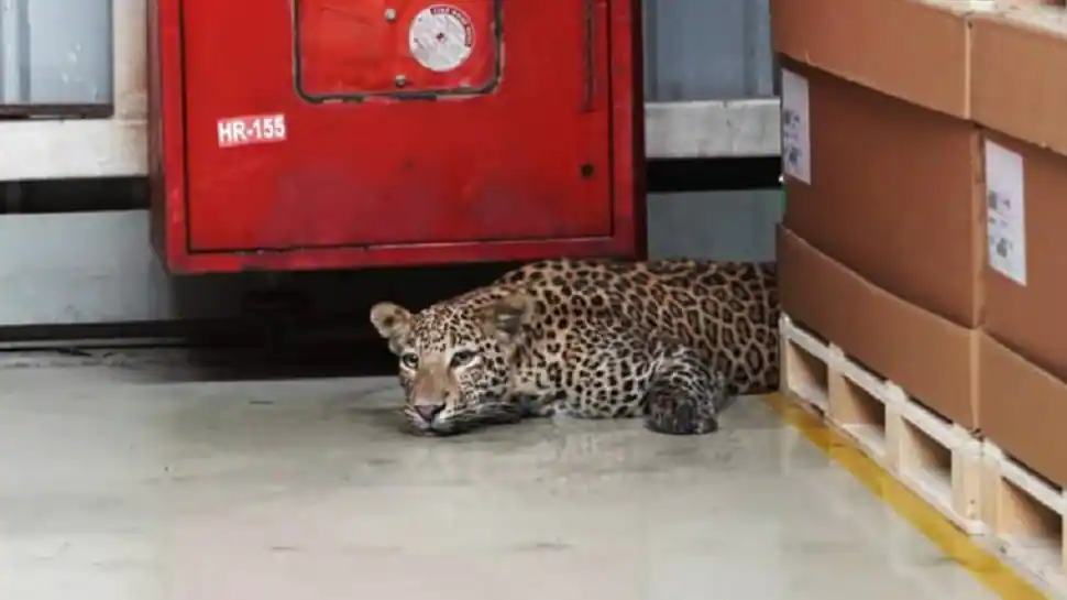 Pune: Leopard enters Mercedes-Benz India campus, rescued