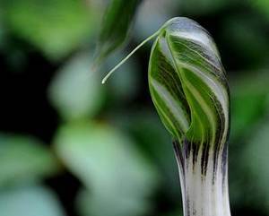 After 84 years, cobra lily blooms again