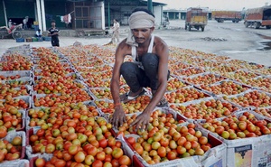Tomato Prices Skyrocket to Rs 80 Per Kg in Some Cities