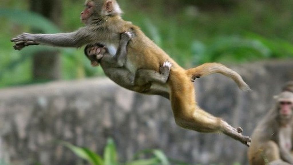 Vrindavan: Monkey steals purse, rains down money on devotees
