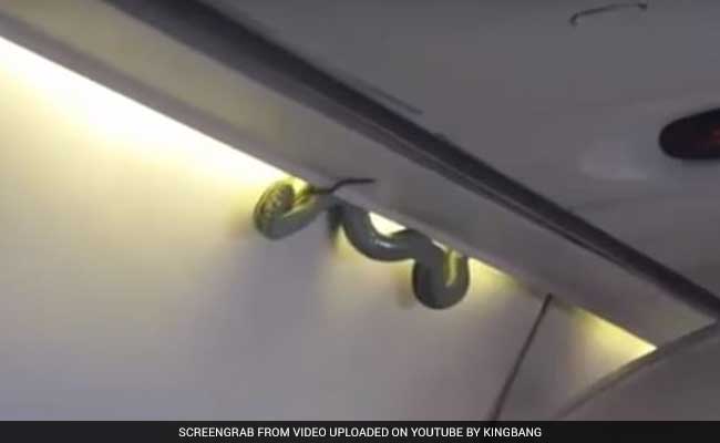 Snake On A Plane - From Luggage Bin, It Dropped To The Floor