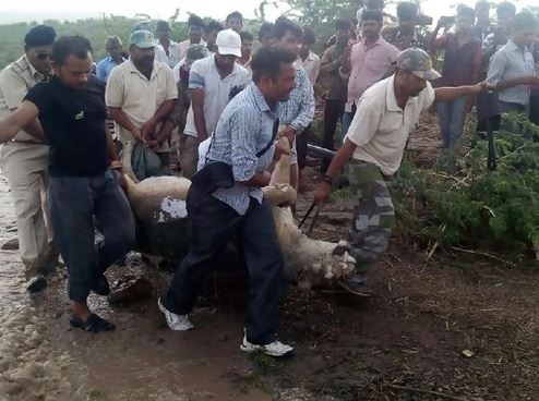 Dead: 10 lions, 1,670 blue bulls, 87 deer Killed in India floods