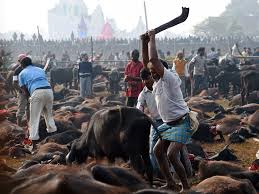 5,000 buffaloes slaughtered in Nepalâ€™s animal sacrifice ritual