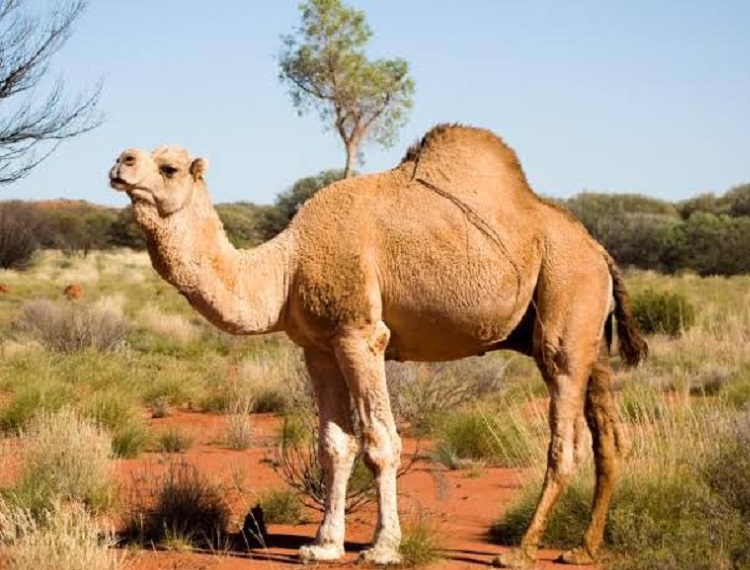 5,000 feral camels culled in drought-hit Australia