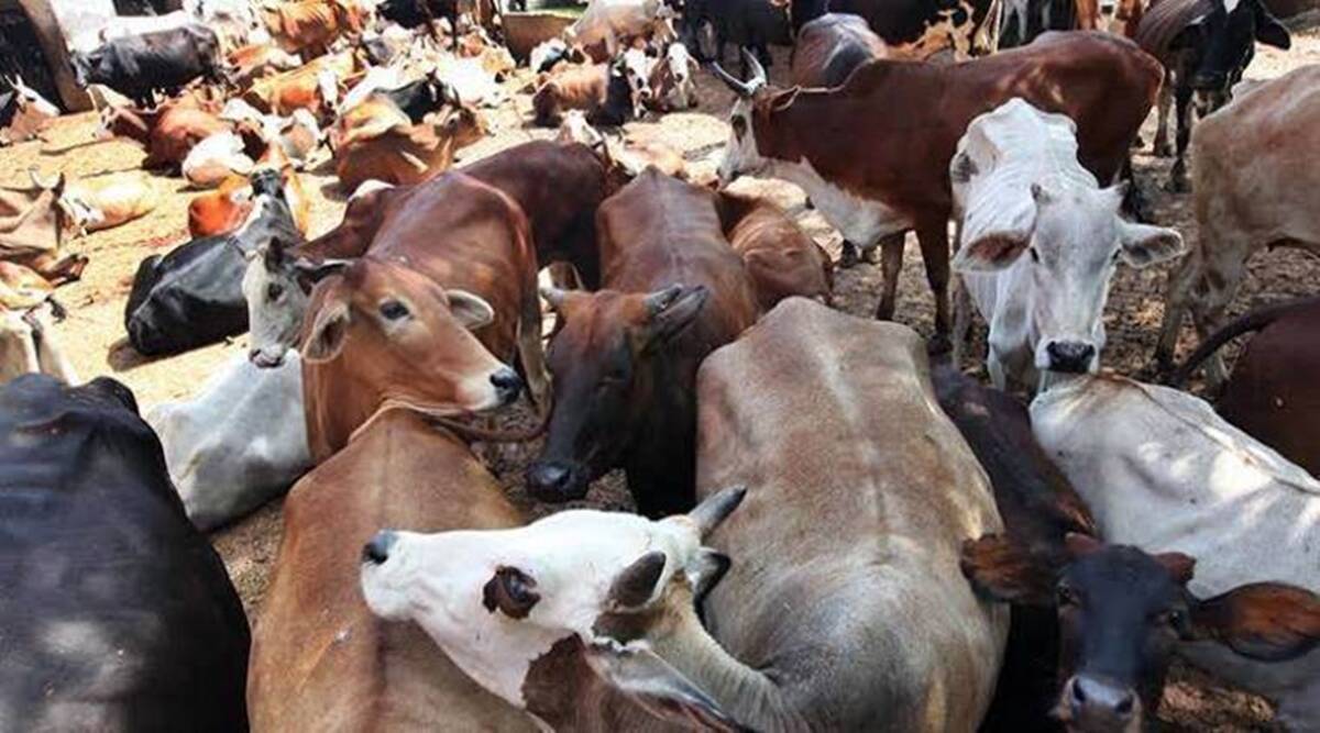 Man assaulted for ‘cattle transport’ now booked under new anti-slaughter law