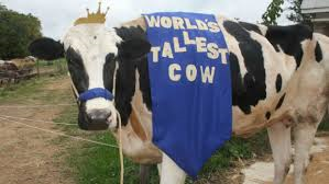 Worldâ€™s tallest cow ever dies in US