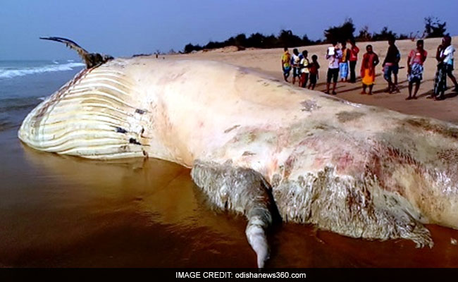 42-Foot-Long Dead Whale Found On Beach