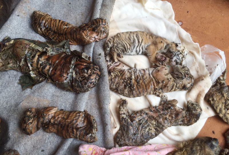 40 Tiger Cub Bodies Found In A Freezer At A Thailand Temple