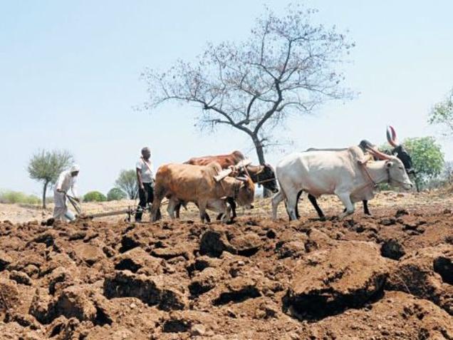 Maharashtra records most farmer suicides