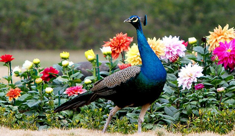 Peacocks donâ€™t have sex, cowâ€™s bellow destroys germs: Rajasthan HC Judge Mahesh Chandra Sharma