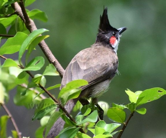 Red-Whiskered Bulbul and purple Moorhens pictures from Kemmannu