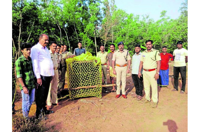 Kundapur: Leopard caught, released into forest